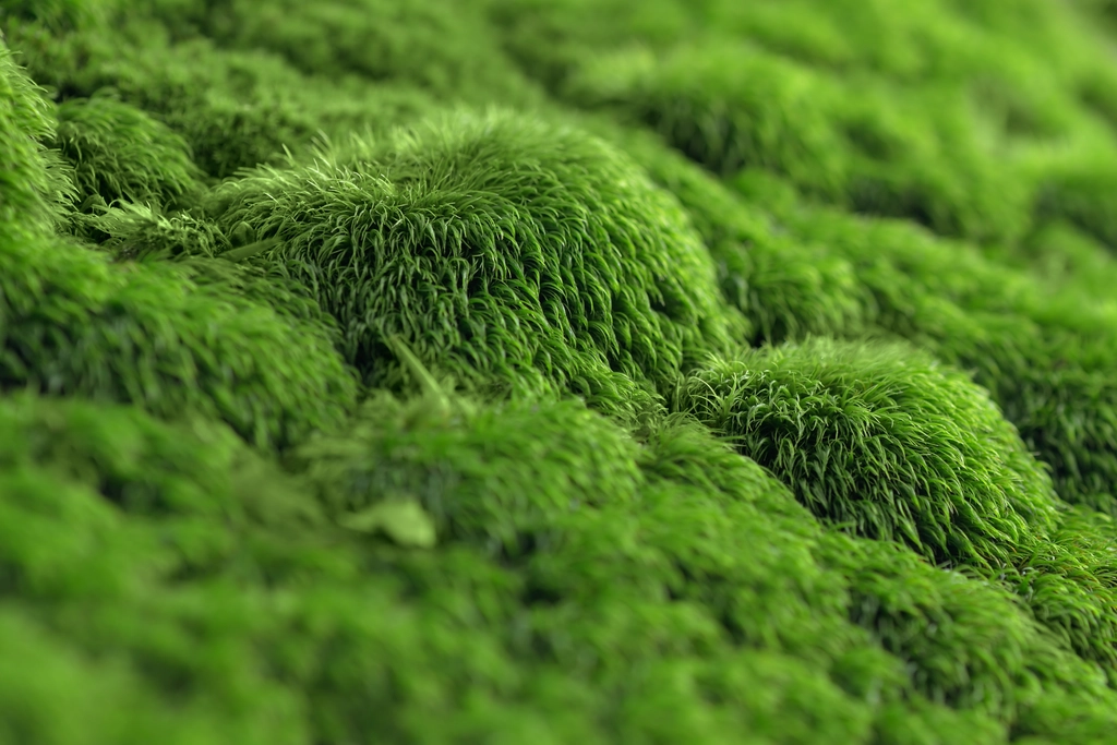 Mos sedum